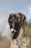 DOGUE ALLEMAND 209